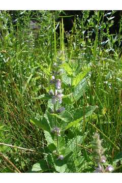 Image of Hedge-nettle