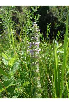 Image of Hedge-nettle