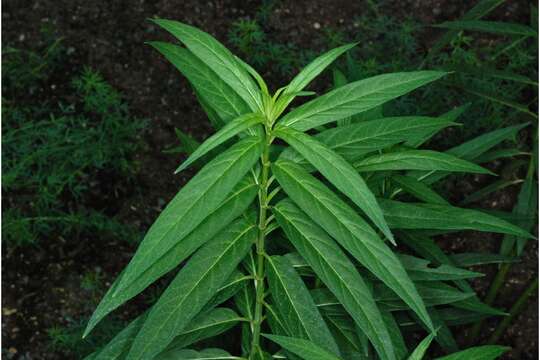 Image of swamp milkweed