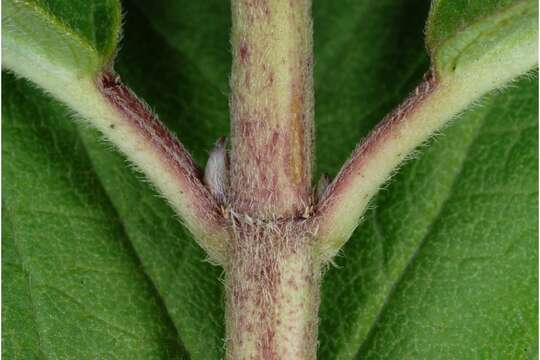 Imagem de Asclepias incarnata L.