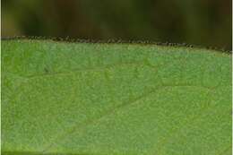Image of swamp milkweed