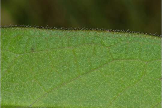 Image of swamp milkweed