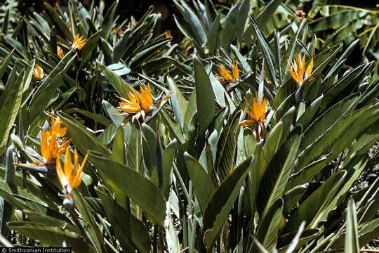 Image of Bird of paradise plant