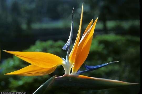 Image of Bird of paradise plant