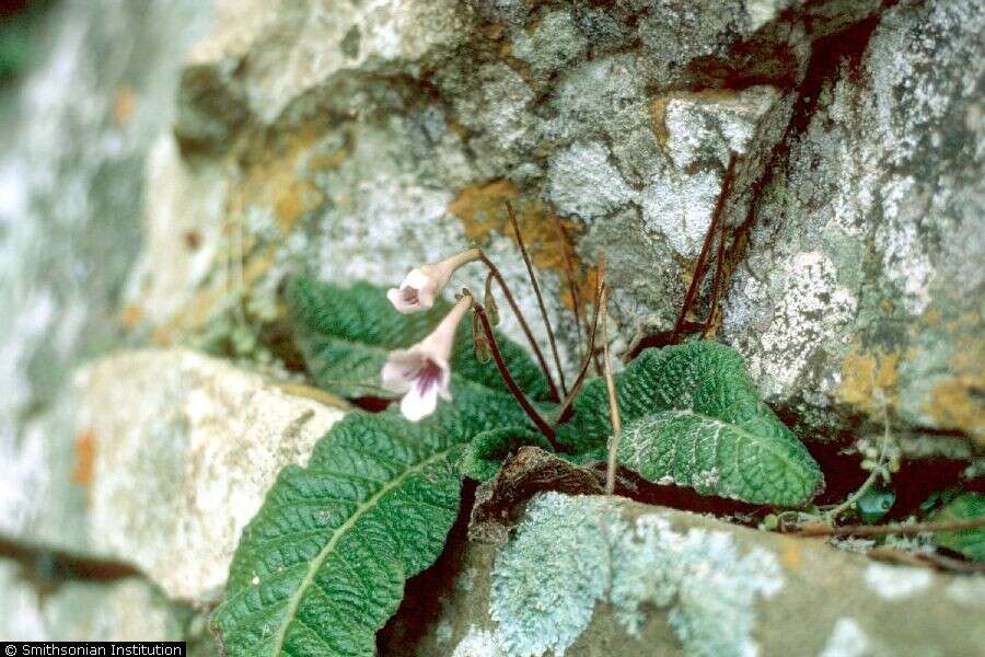 Image of cape primrose