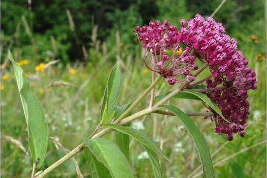 Image of swamp milkweed