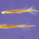 Image of Scribner needlegrass