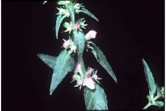 Image of Smooth Hedge-Nettle