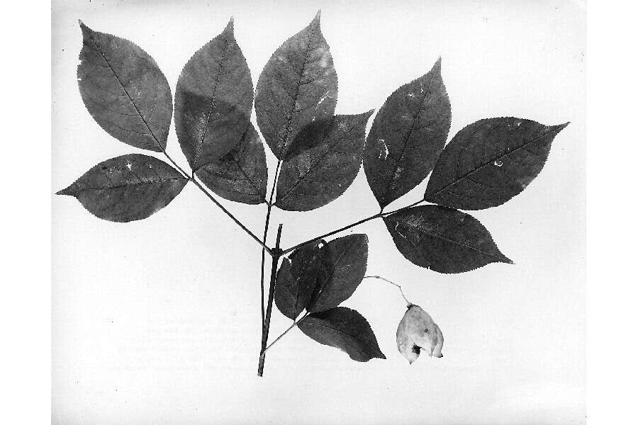 Imagem de Staphylea trifolia L.