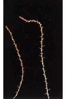 Image de Suaeda calceoliformis (Hooker) Moquin-Tandon