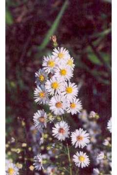 Image of white heath aster