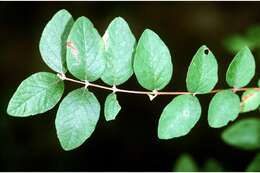 Sivun Symphoricarpos orbiculatus Moench kuva