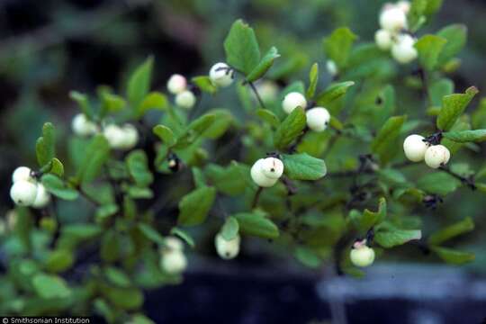 Image of mountain snowberry