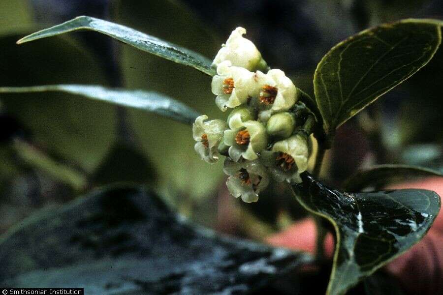 Symphysia racemosa (Vahl) Stearn resmi