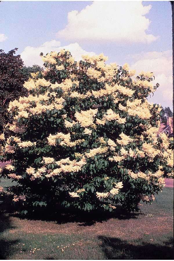 Image of Japanese Tree Lilac