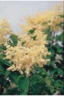 Image of Japanese Tree Lilac