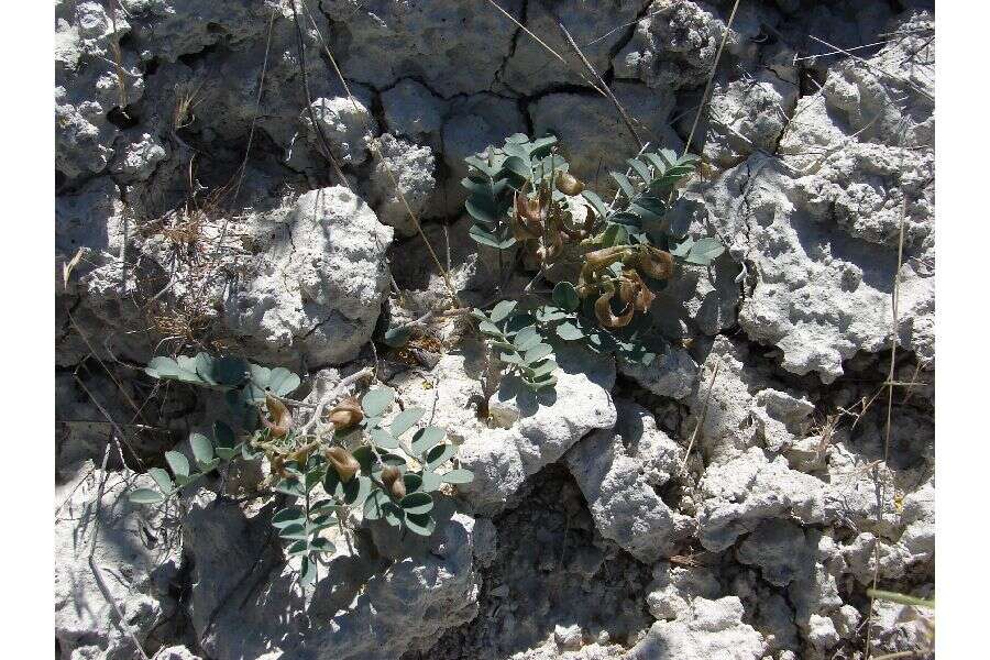 Imagem de Astragalus iodanthus S. Wats.