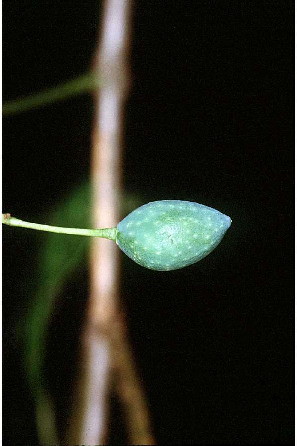 Sivun Symplocos tinctoria (L.) L'Her. kuva