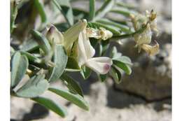 Imagem de Astragalus iodanthus S. Wats.