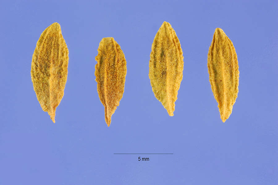 صورة Syringa villosa Vahl