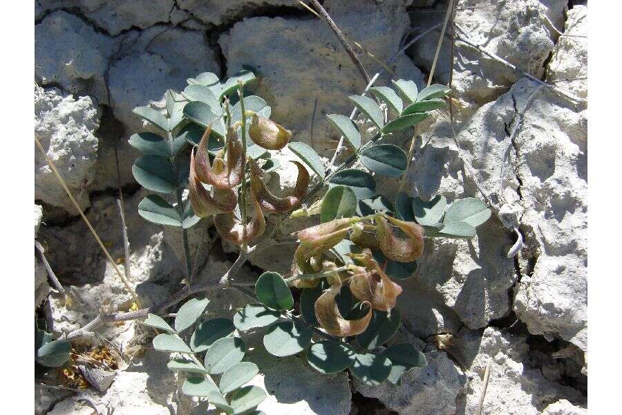 Imagem de Astragalus iodanthus S. Wats.