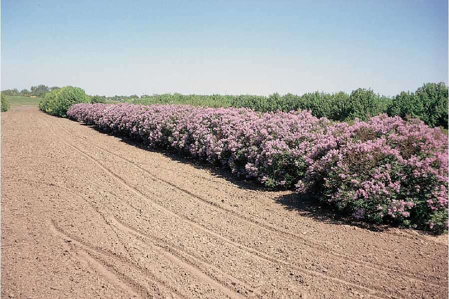 Image of Common Lilac