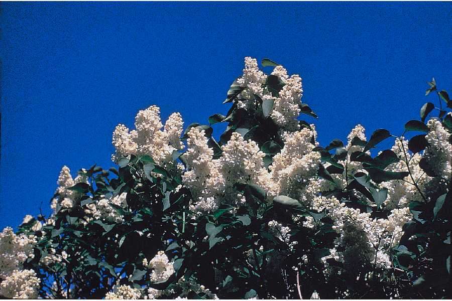 Image of Common Lilac