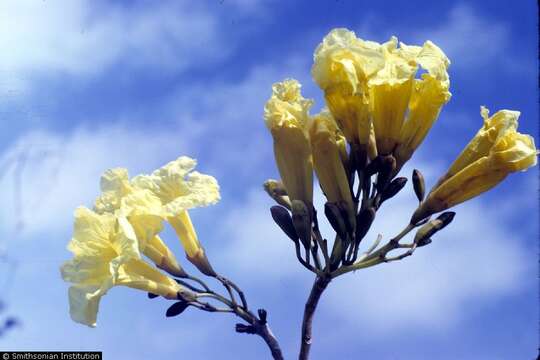 Image of Caribbean trumpet tree