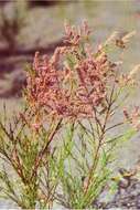 Image of five-stamen tamarisk