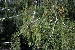 Image of Bald Cypress