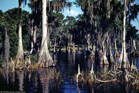 Taxodium distichum (L.) Rich. resmi