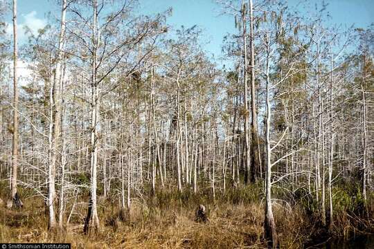 Image of Bald Cypress