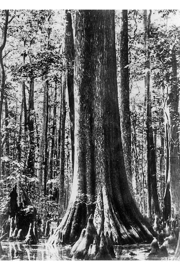 Taxodium distichum (L.) Rich. resmi