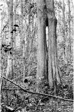 Taxodium distichum (L.) Rich. resmi