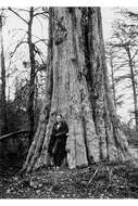 Image of Bald Cypress