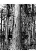 Image of Bald Cypress