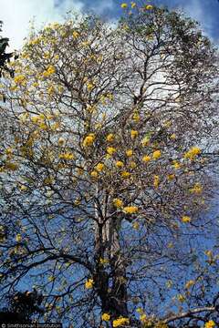 Image of Gold Tree