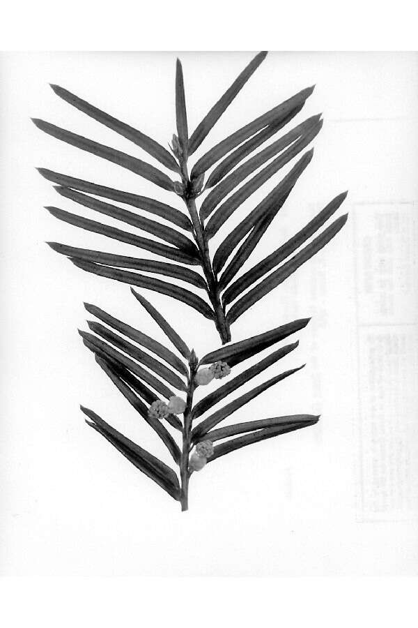 Image of Florida Yew