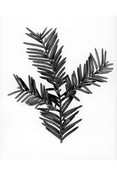 Image of Florida Yew