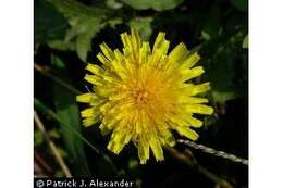 Image of Common Dandelion