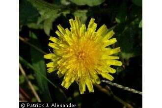 Image of Common Dandelion