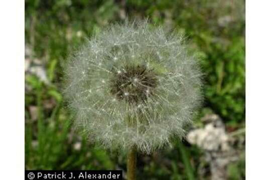 Image of Common Dandelion