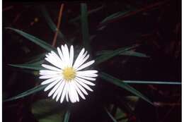 Plancia ëd Symphyotrichum boreale (Torr. & A. Gray) A. Löve & D. Löve