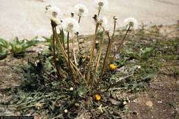 Image of Common Dandelion