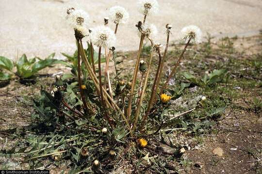 Image of Common Dandelion