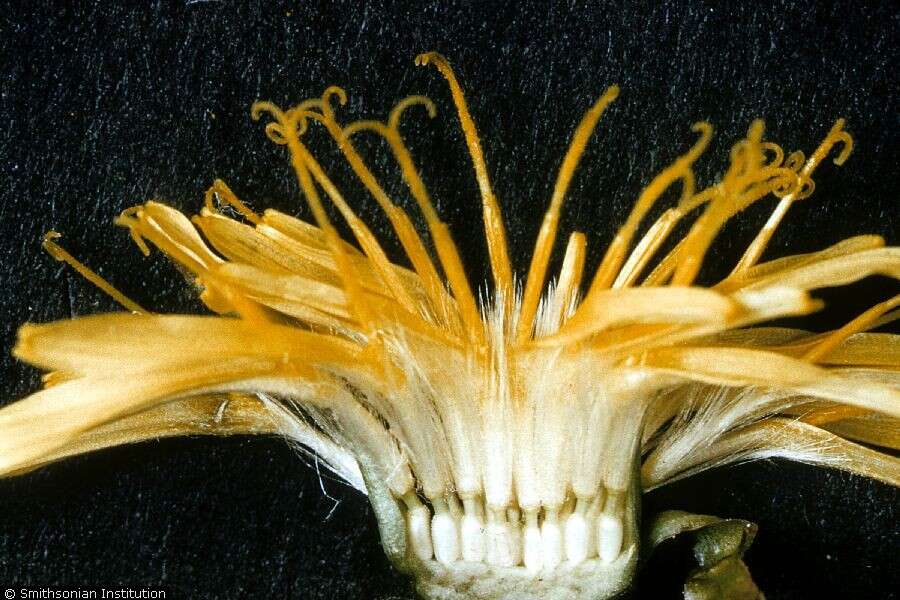 Image of Common Dandelion