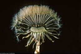 Image of Common Dandelion