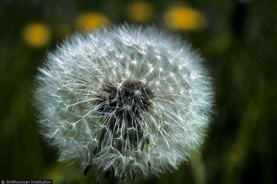 Image of Common Dandelion