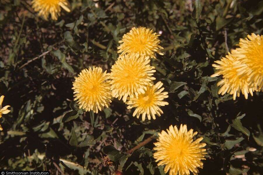 Image of Common Dandelion