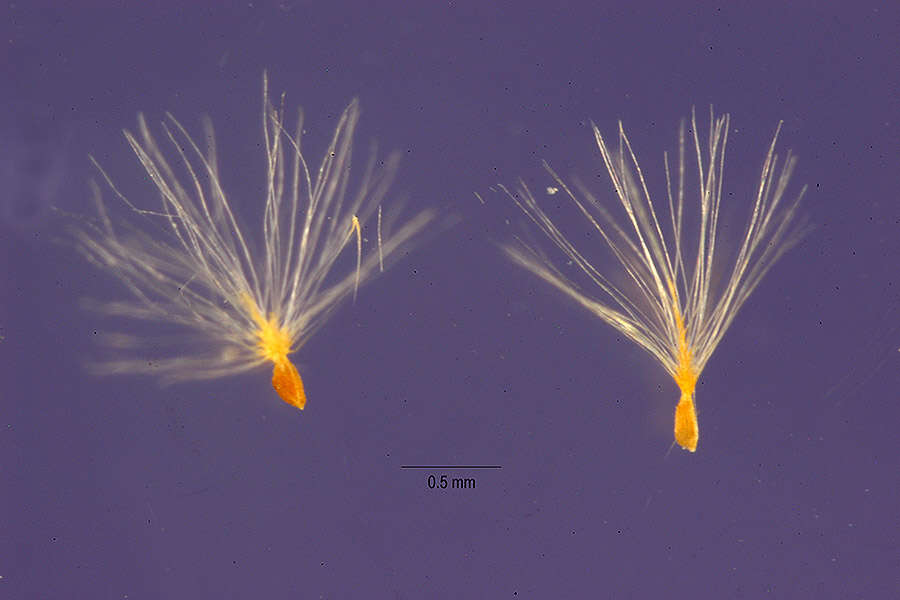 Image of five-stamen tamarisk